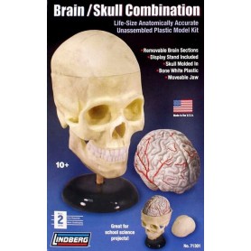 Lindberg 71301 Brain / Skull combination