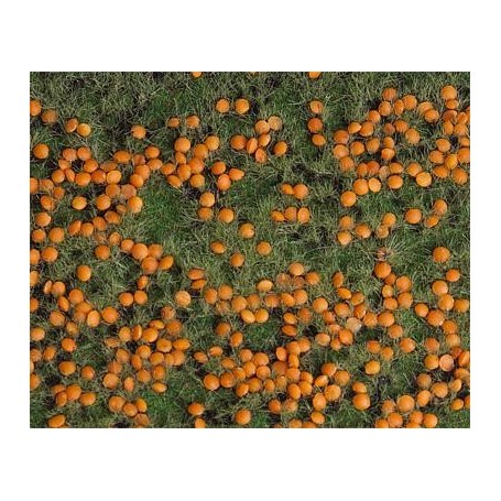 Faller 180459 Landskapssegment "Pumpkin field"