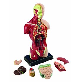 4DMaster 60050 Human Torso Anatomi